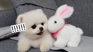 Con chó ăn trộm cà rốt của thỏ
