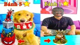 Thú Cưng TV | Tứ Mao Đại Náo #120 | Chó Golden Gâu Đần thông minh vui nhộn | Pets  cute dog