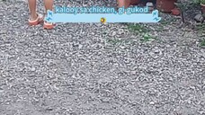 Play chase (Chicken) gukod sa manok 🤣