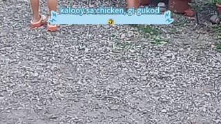 Play chase (Chicken) gukod sa manok 🤣