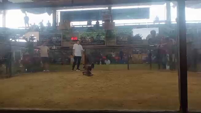 Talo na , Nanalo pa 🫰