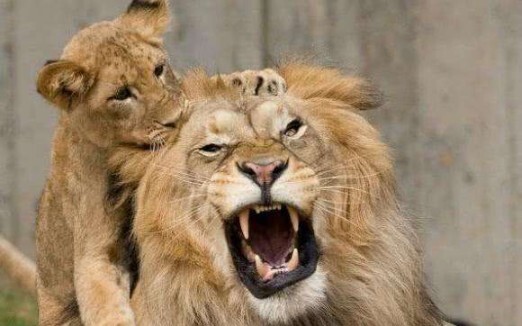 “Ever since I’ve been taking care of these kids, I’ve rubbed all my hair off!”