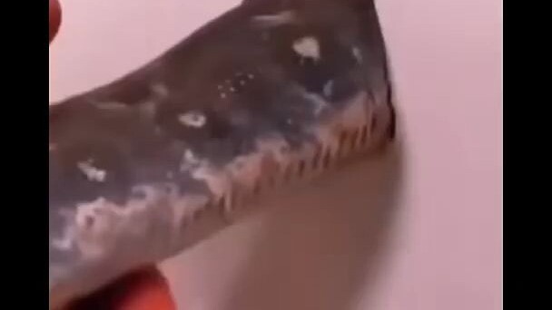 老鼠：不是哥们？