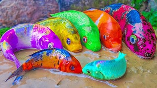 Di Lubang Ikan Koi Tercantik Juara Kontes Memasak Primitif & Terlahir dari telur perak   Stop Motion