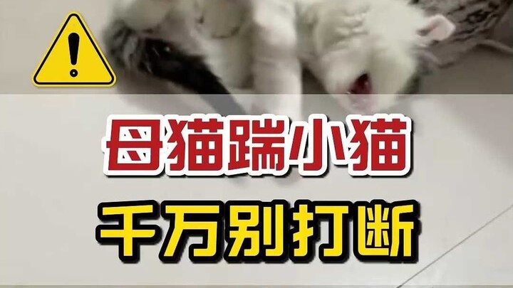 Why does the mother cat hug the kitten and bite and kick it?