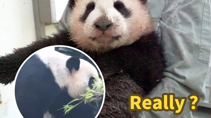 Giant Panda|Lovely Panda Cub
