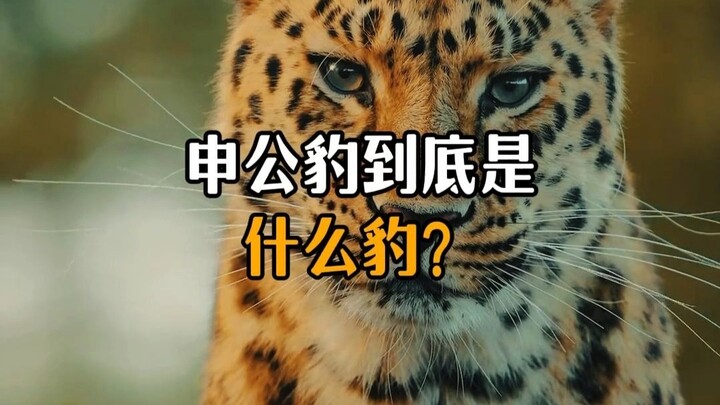 What kind of leopard is Shen Gongbao, exactly?