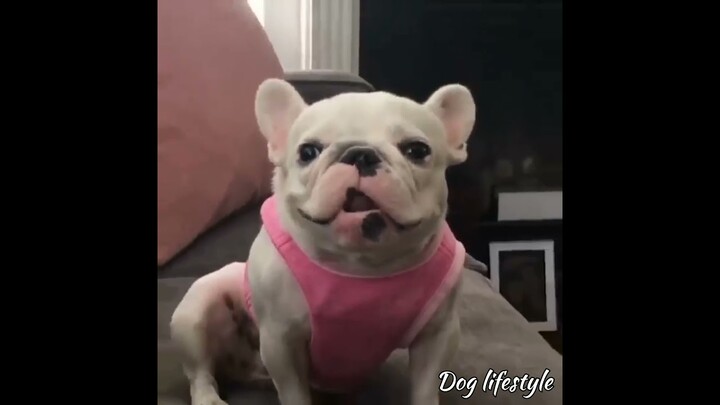 The bulldog compilation videos | Dog lifestyle