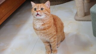 Sorry everyone, my cat and I broke up!