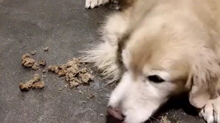 أعظم حب لأم الكلاب