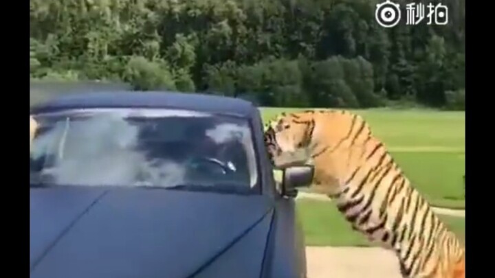 แม่เสือ: ช่วยเปิดประตูให้ลูกฉันขึ้นมาหน่อยนะคะ ขอบคุณค่ะ