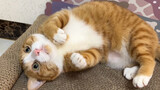 Binatang|Kucing: Mengapa Menyentuh Tempat Tidur Putri-ku!!!