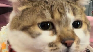 I saved it, and it still scolded me