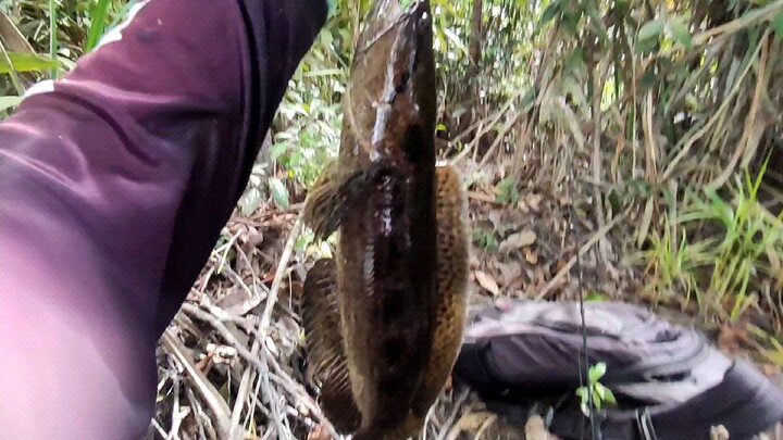 Ikan bujuk/kihung monster