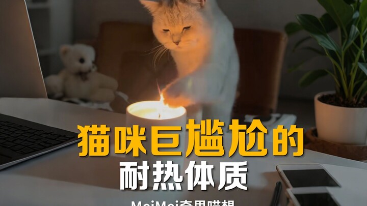 Cats aren’t afraid of heat? Actually, it’s just that their constitution is a bit… awkward!