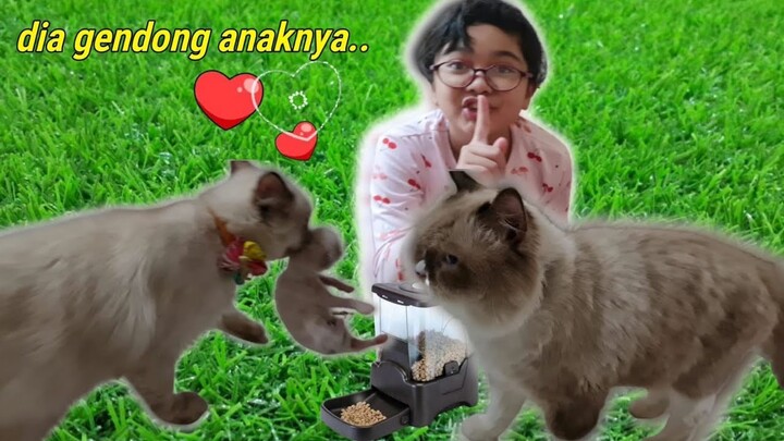 Dia Gigit Anaknya Lagi!! 😭 Induk Kucing Gendong Bayi ❤️ Miss Cemplon