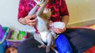 Peacefully Milk Time!! Tiny adorable Luca & Toto are enjoys drinking milk together peacefully