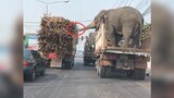 货车拉着大象在路上狂奔，结果红灯突然亮了，下一秒憋住别笑！