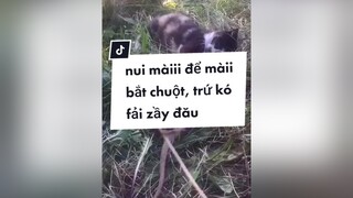 nui màiii để màii bắt chuột, trứ kó fải zầy đău  monleo mèo 🐈 🐱 fyb