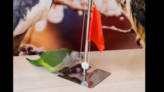 Conquered by the bird again!