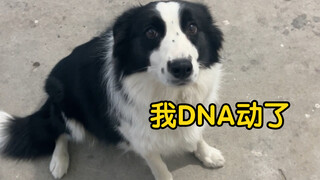 When Border Collie meets a group of chickens, its herding DNA is instantly awakened!