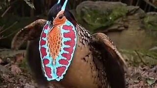 Bird successfully evolved to birb