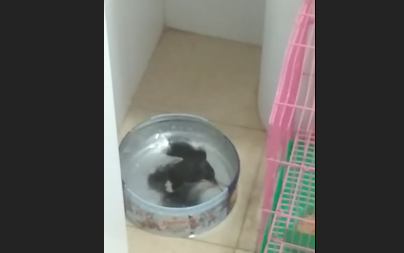 Myna, yang telah bersamaku selama lebih dari sepuluh tahun, video terakhir sebelum kematiannya.
