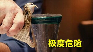 If you inject a venomous snake into its own body, will the snake be poisoned?