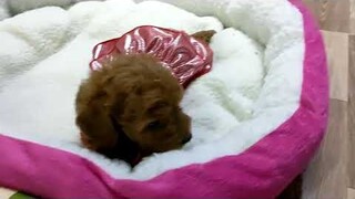 lộ diện em gái ruột của a Ngáo lần đầu tiên gia nhập xô bít #poodle #husky #thucung #yeuchomeo