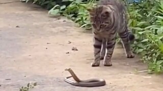 So it turns out that cats and dogs aren't afraid of snakes after all!