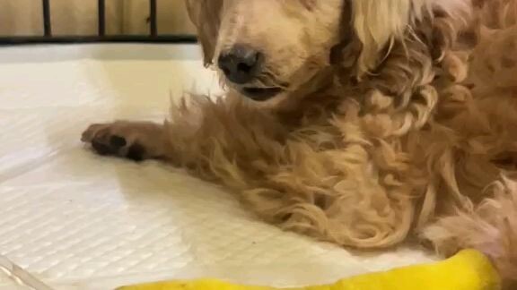 เคยได้ยินแต่แมว9ชีวิต มีเพิ่ม น้องหมา9ชีวิตก็มีนะ