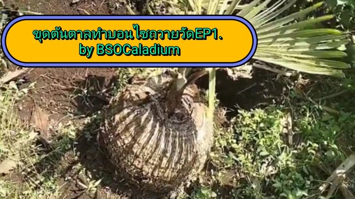 ขุดต้นตาลทำบอนไซถวายวัด EP1. #ต้นตาลบอนไซ #ต้นตาล #ตาลบอนไซ