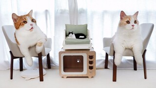 Spend 7,000 yuan on a cat house renovation! Luxurious furniture that makes humans jealous, and the c