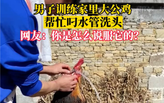 Con gà này đã bị thuyết phục như thế nào vậy haha