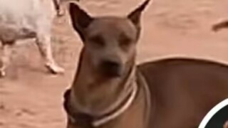 ไม่สิ เพื่อน ทำไมคุณถึงลงมาล่ะ