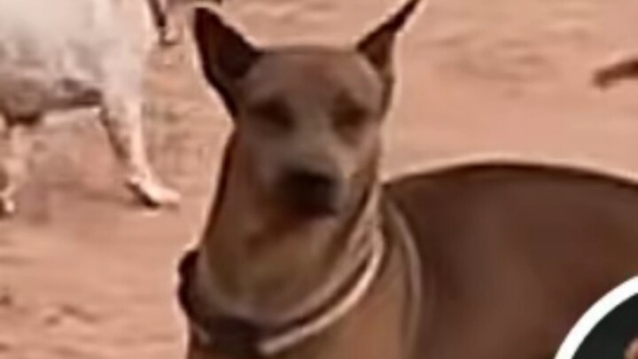 不是哥们你咋下来了