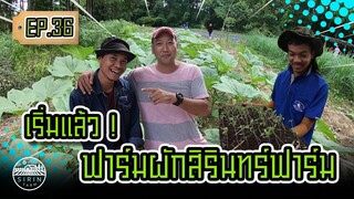 ฟาร์มผักอินทรีย์​ ปลอดสารพิษ​ สิรินทร์ฟาร์ม  - [SIRINFARM]​ EP.36