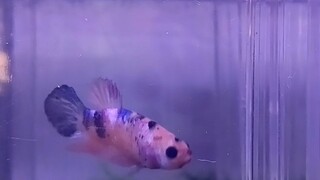 kasih lanjee ikan...😂😂tengok je k...😅👌