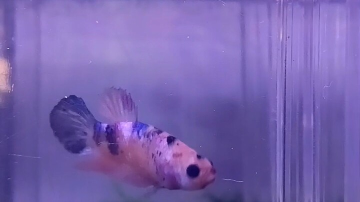 kasih lanjee ikan...😂😂tengok je k...😅👌