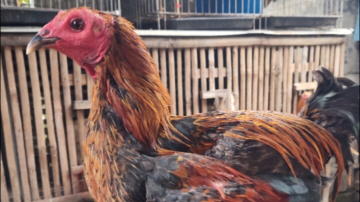 Win π (manginasal lines π€£)