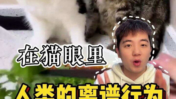 In cats’ eyes, these human behaviors are just too crazy!