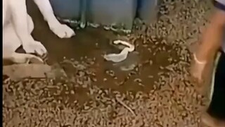 Tôi quyết định tha thứ cho thế giới này trong một phút.