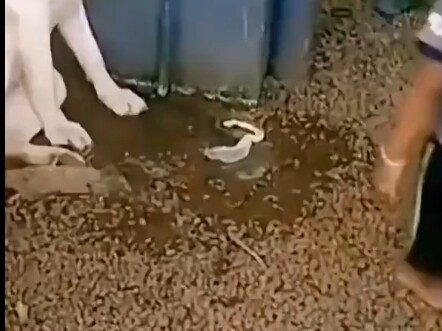 Saya memutuskan untuk memaafkan dunia ini selama satu menit.