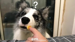 Setelah menonton video ini, kalian akan melihat betapa pintarnya Border Collie