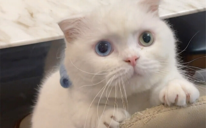 Ada yang bertanya, apakah tiga kucing dan satu anjing di rumah saya merusak rumah? Menurut Anda baga