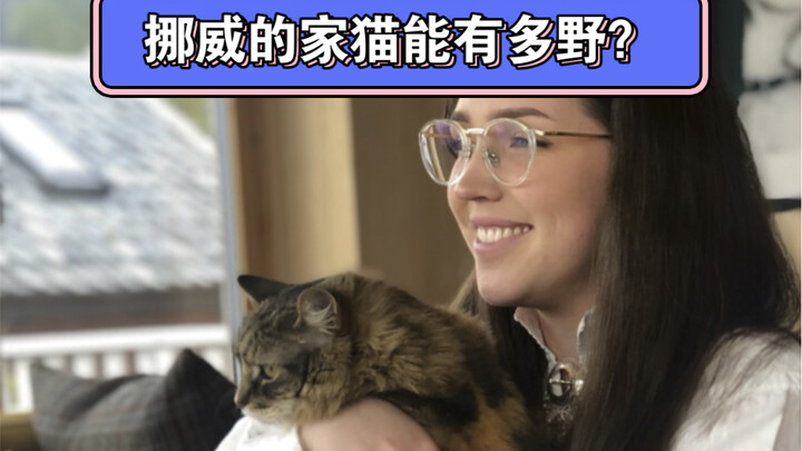 เลี้ยงแมวที่นอร์เวย์ค่อนข้างสะดวก ไม่ต้องซื้อกระบะทรายแมวด้วยซ้ำ