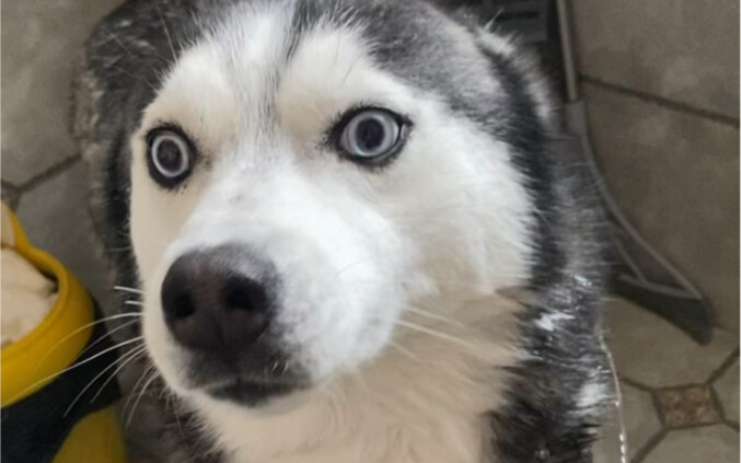 He is so well behaved when taking a bath, not like a husky