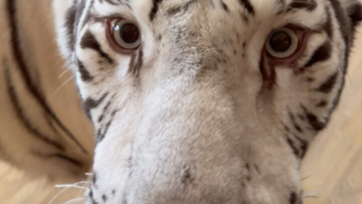 Neither side has any idea of their own strength.