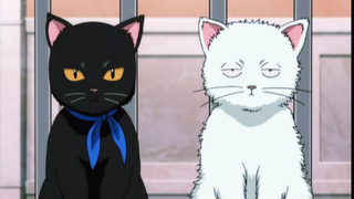 [Gintama]Con mèo trong mơ của ai đây?