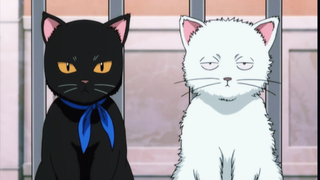 [ Gintama ]Whose dream cat is this?